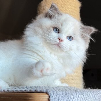 chat Ragdoll Oméga Maison Ragdoll