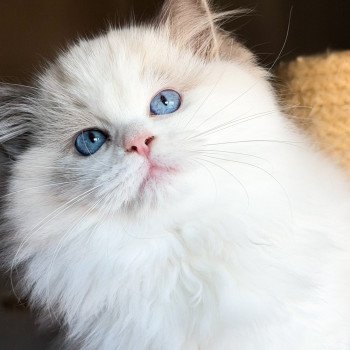 chat Ragdoll Oméga Maison Ragdoll