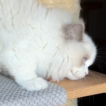 chat Ragdoll Oméga Maison Ragdoll