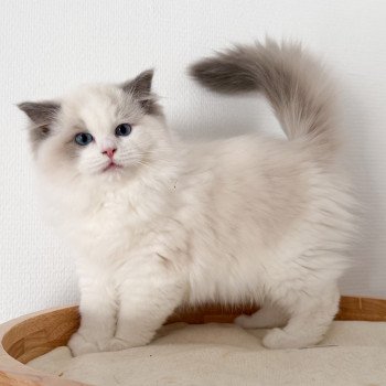 chat Ragdoll Oméga Maison Ragdoll