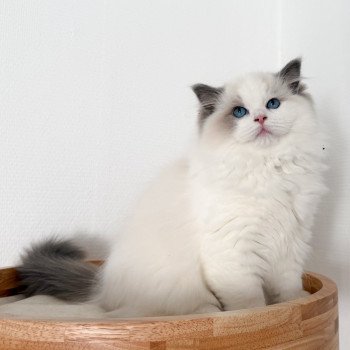 chat Ragdoll Oméga Maison Ragdoll