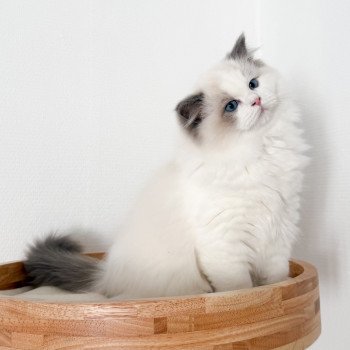 chat Ragdoll Oméga Maison Ragdoll