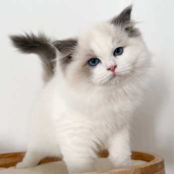 chat Ragdoll Oméga Maison Ragdoll