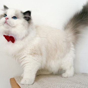 chat Ragdoll Oméga Maison Ragdoll