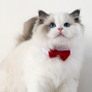 chat Ragdoll Oméga Maison Ragdoll