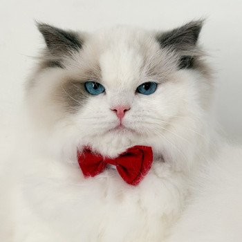 chat Ragdoll Oméga Maison Ragdoll