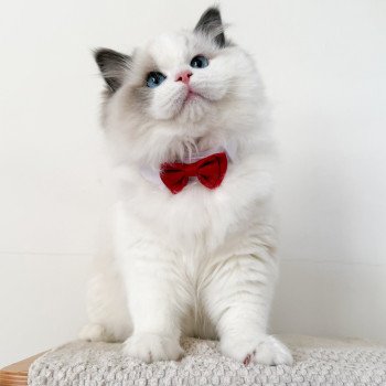 chat Ragdoll Oméga Maison Ragdoll