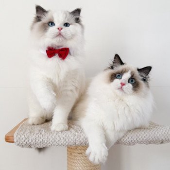 chat Ragdoll Oméga Maison Ragdoll