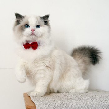 chat Ragdoll Oméga Maison Ragdoll