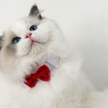 chat Ragdoll Oméga Maison Ragdoll