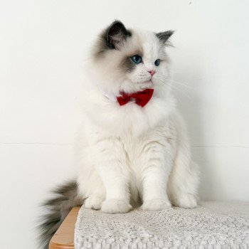 chat Ragdoll Oméga Maison Ragdoll