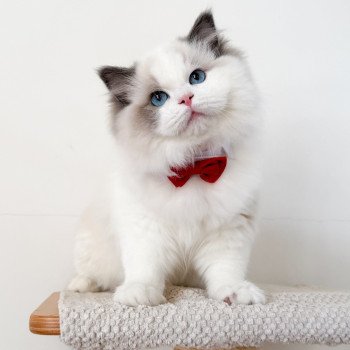 chat Ragdoll Oméga Maison Ragdoll