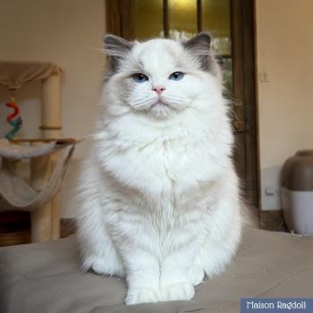 chat Ragdoll blue point bicolor Oméga Maison Ragdoll