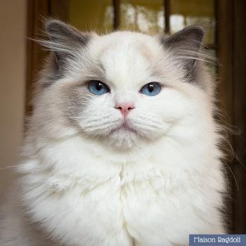 chat Ragdoll blue point bicolor Oméga Maison Ragdoll