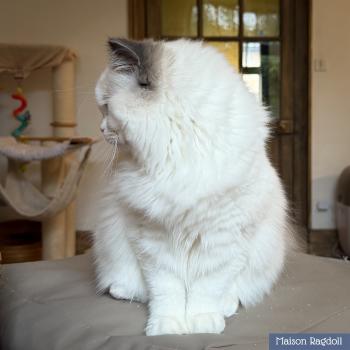 chat Ragdoll blue point bicolor Oméga Maison Ragdoll