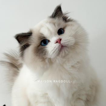 chat Ragdoll blue point bicolor Oméga Maison Ragdoll