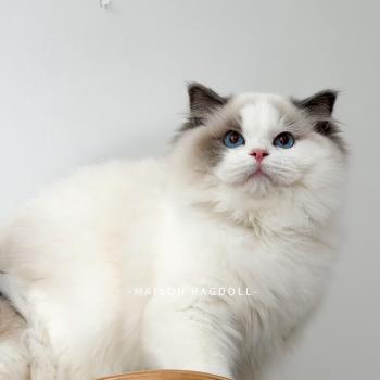 chat Ragdoll blue point bicolor Oméga Maison Ragdoll