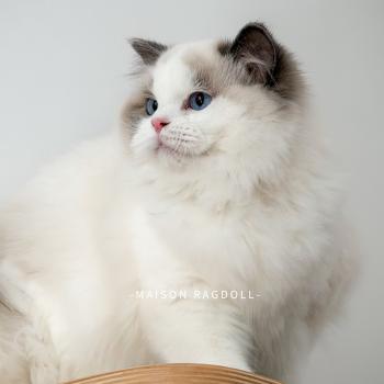 chat Ragdoll blue point bicolor Oméga Maison Ragdoll