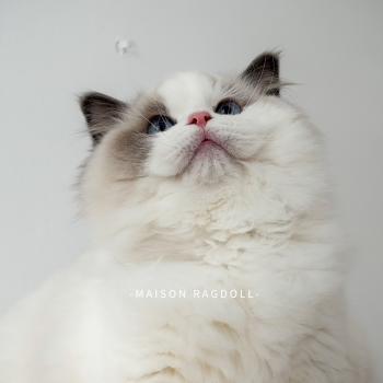 chat Ragdoll blue point bicolor Oméga Maison Ragdoll