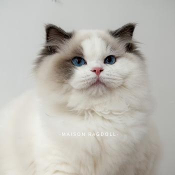 chat Ragdoll blue point bicolor Oméga Maison Ragdoll