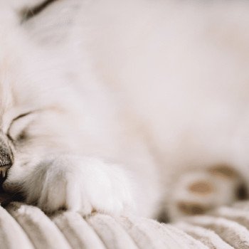 Assurance chat Ragdoll : pourquoi et comment bien protéger votre chat de race