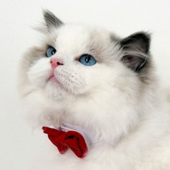 Caractère du Ragdoll