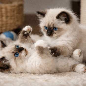 Quel est le prix d'un Ragdoll ?