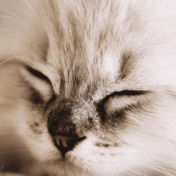 Réserver un chaton Ragdoll, informations